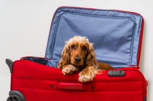 Dog in suitcase - ready to travel