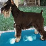 Miniature Schnauzer